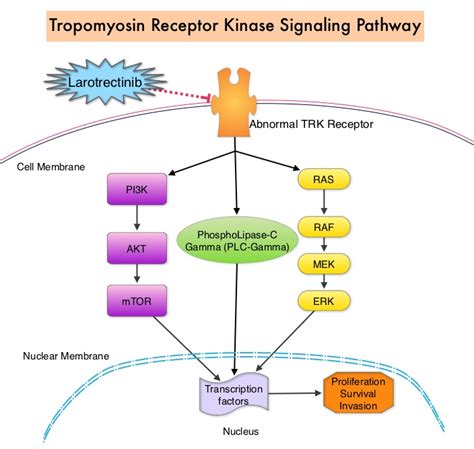 e t aristizabal prada ludwig-maximilians university of munich|Tropomyosin receptor kinase: a novel target in screened .